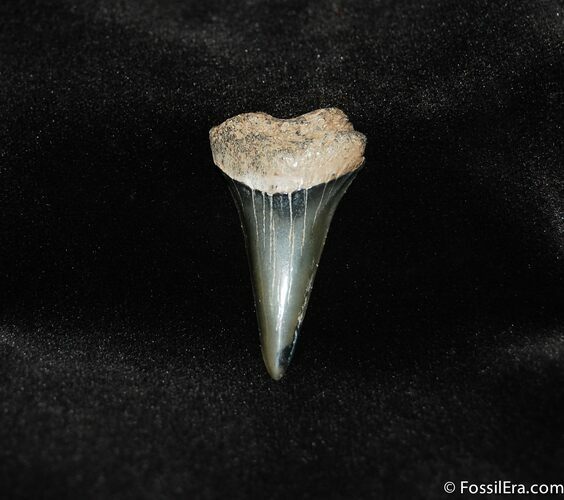 Inexpensive Isurus (Mako) Shark Tooth Fossil #209